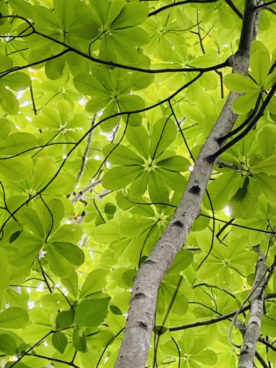 おぼろげな記憶が残る三草山へ バタコさんの三草山の活動データ Yamap ヤマップ