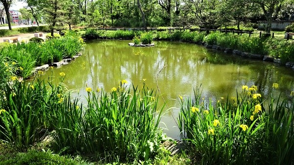 手塚山 05 11 加賀の里山逍遥 片山津温泉の首洗池の横の 手塚山 公園が整備された と新聞に載っていたぞ ギヤさんさんの金沢市の活動日記 Yamap ヤマップ