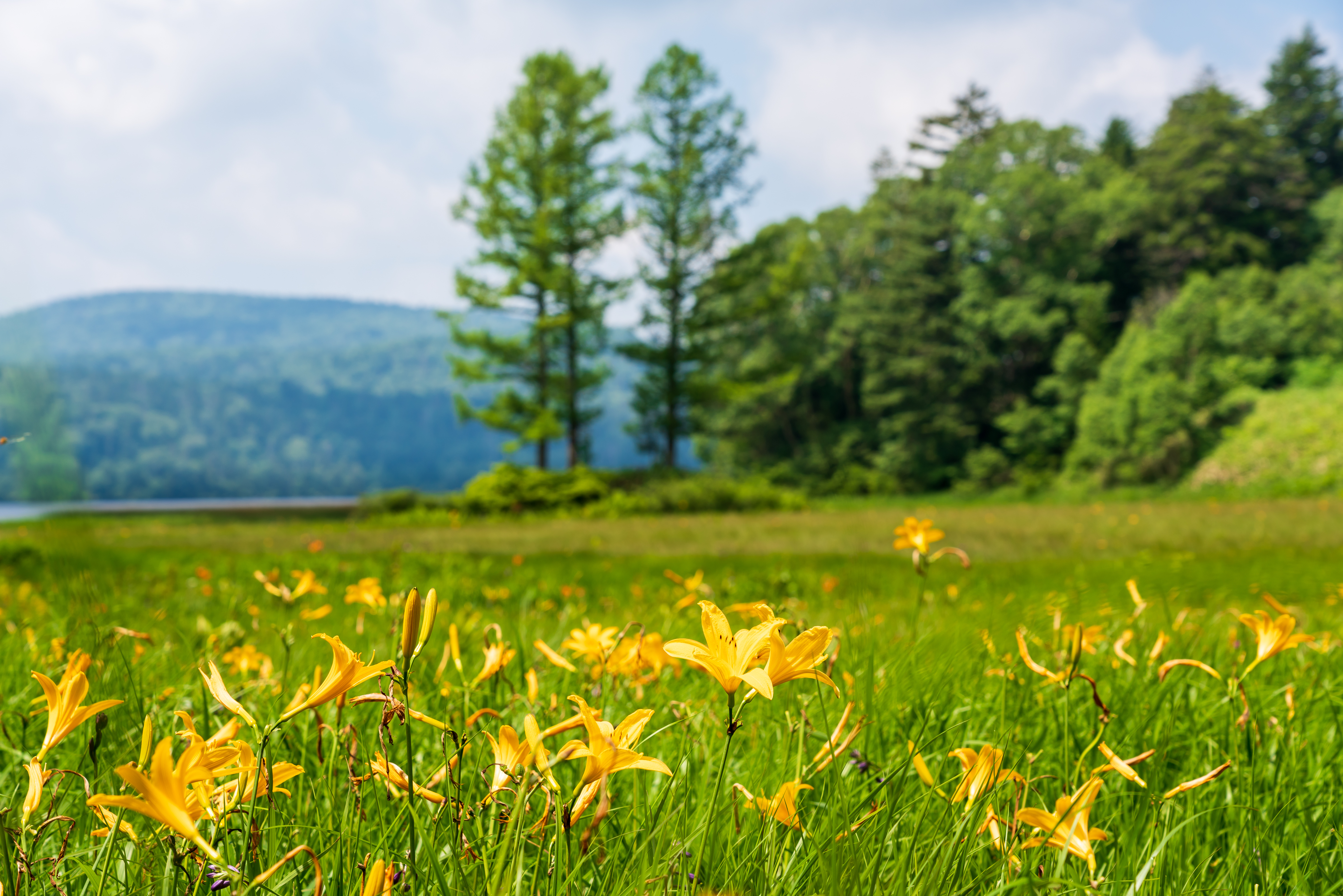 燧ヶ岳と大江湿原 御池より 奥武蔵のｔさんの尾瀬 燧ヶ岳の活動データ Yamap ヤマップ