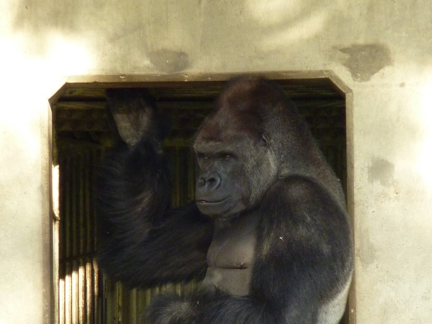 イケメンゴリラ シャバーニ登場 東山動物園 Maytenさんの名古屋市の活動日記 Yamap ヤマップ