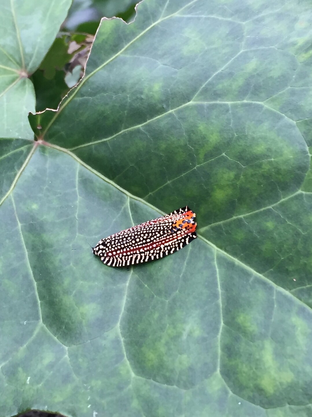 山レポではありません 虫レポです 閲覧注意 リンダさんの東京都23区 西エリアの活動日記 Yamap ヤマップ
