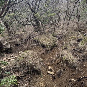 天城山・鉢ノ山・三筋山 やはり荒れてる、雨多いんかな