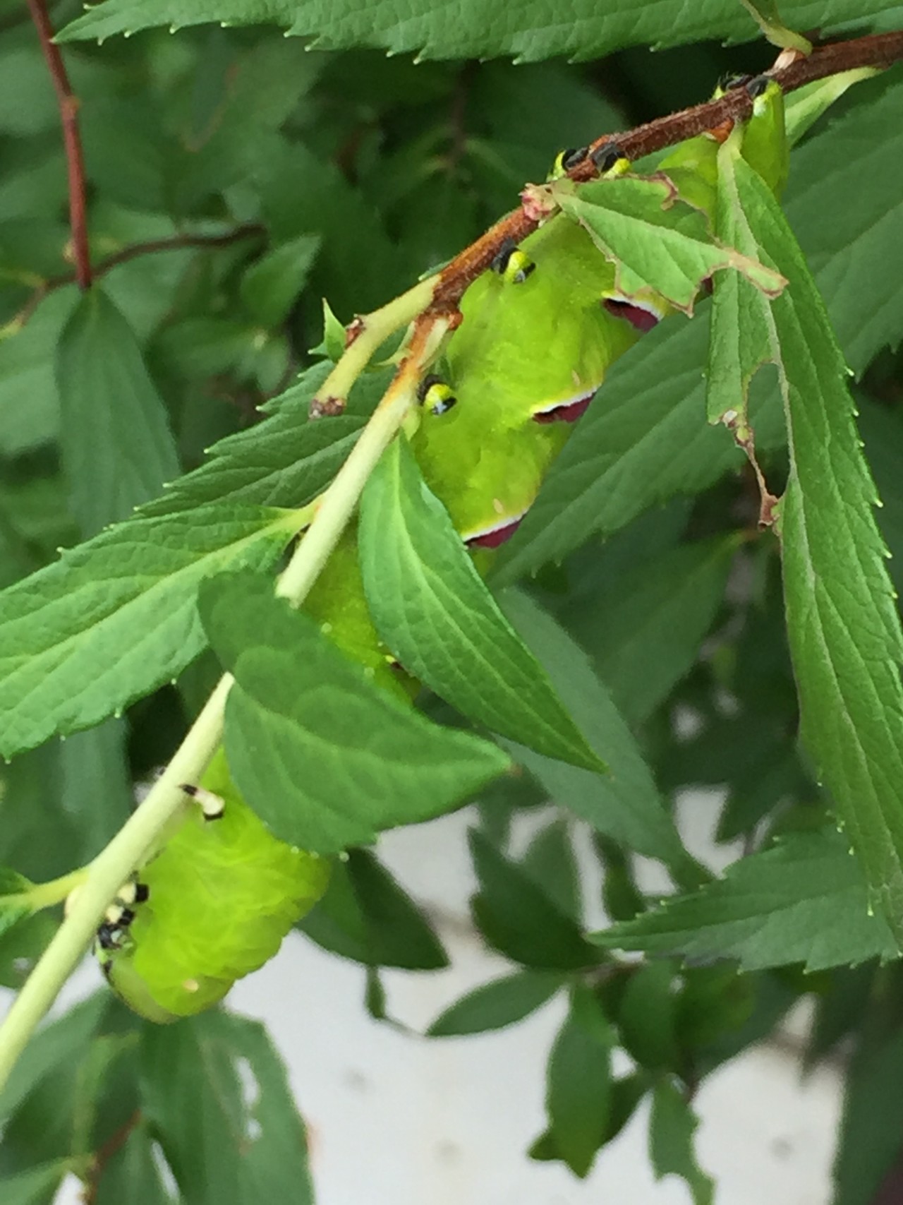 山レポではありません 虫レポです 閲覧注意 リンダさんの東京都23区 西エリアの活動日記 Yamap ヤマップ