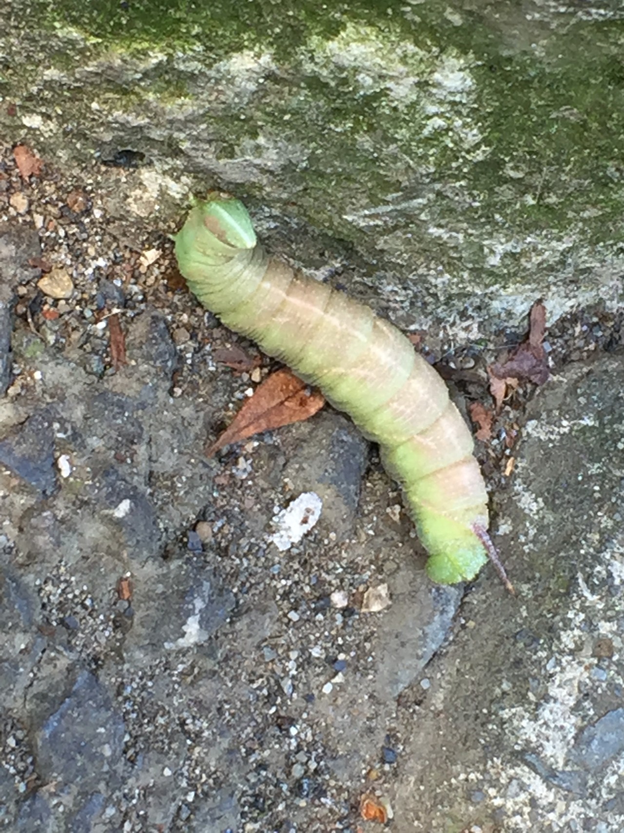山レポではありません 虫レポです 閲覧注意 リンダさんの東京都23区 西エリアの活動日記 Yamap ヤマップ