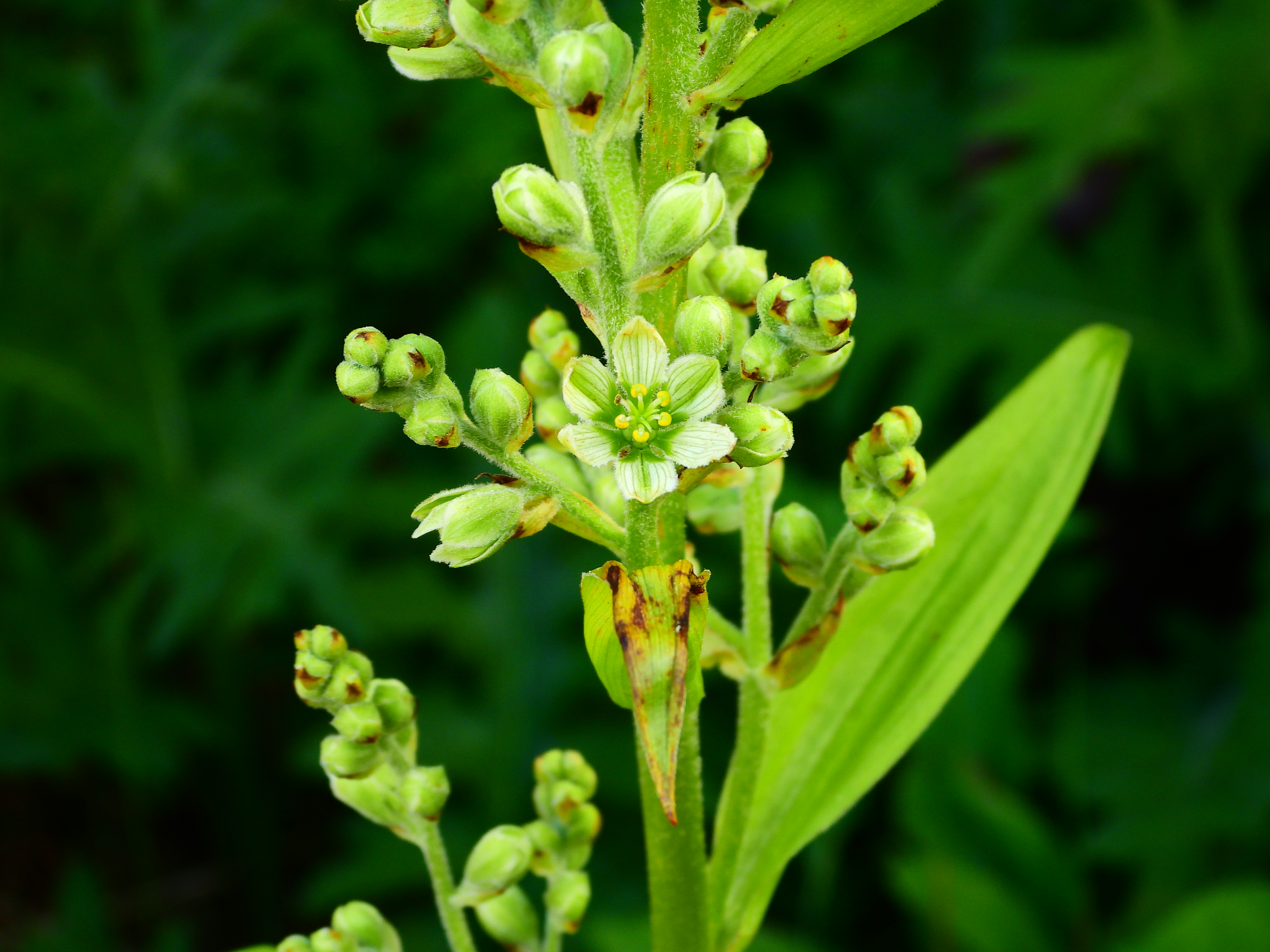 花と青空の三色巡り 赤 白 緑 Pon 夫 連れ 妻 さんの大雪山系 旭岳 トムラウシの活動日記 Yamap ヤマップ