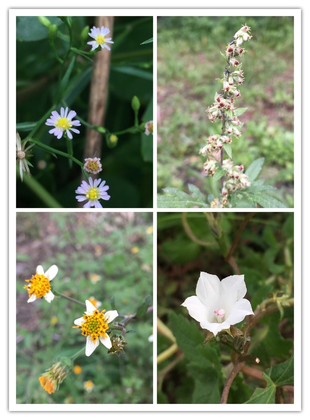 167 舟尾山 我が家から一番近い山に登ってみた ソロ てつ みー なな さんの北九州市 小倉北区 戸畑区 八幡東区 の活動日記 Yamap ヤマップ