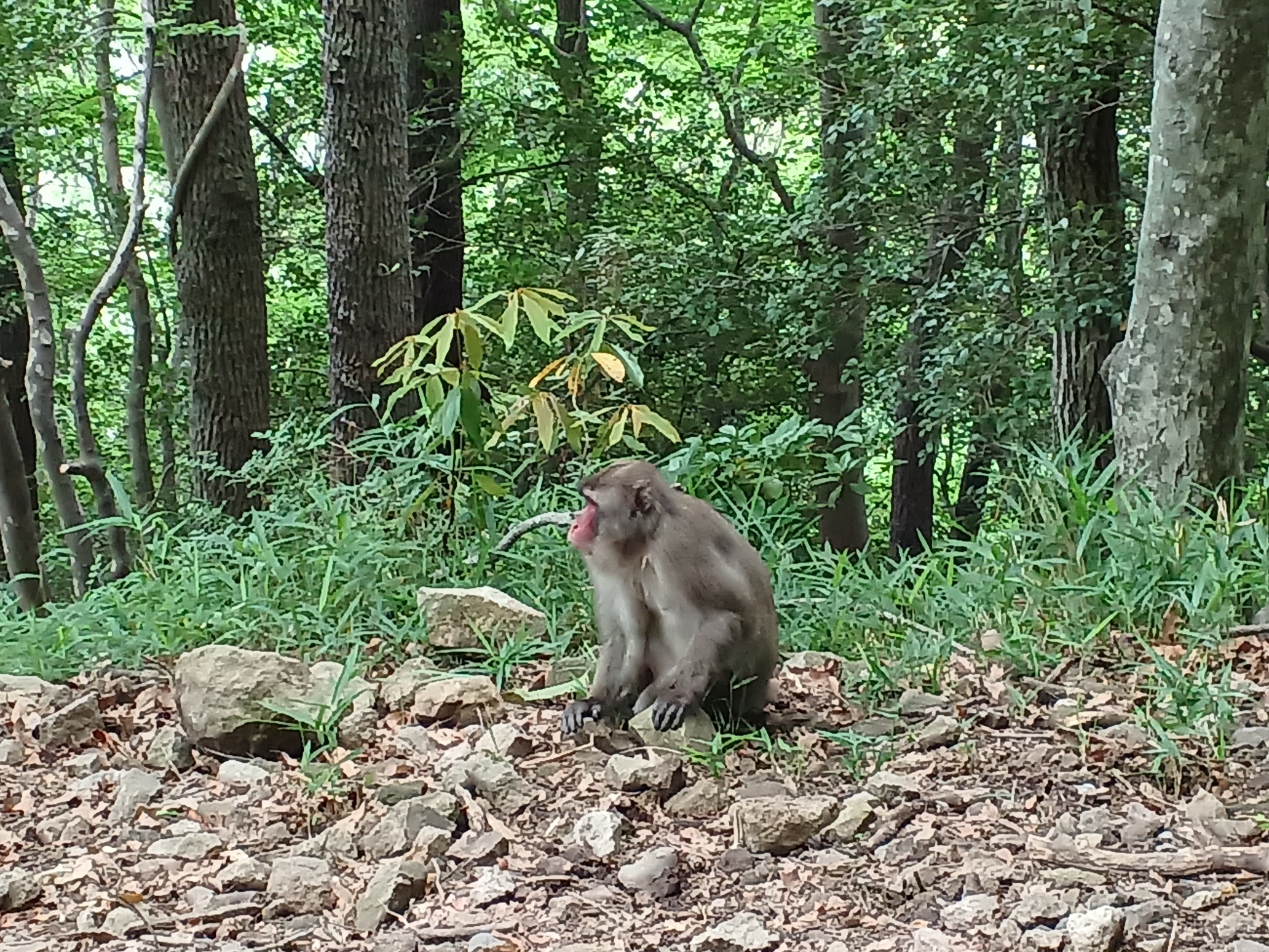 ケインコスリスギ | YAMAP / ヤマップ
