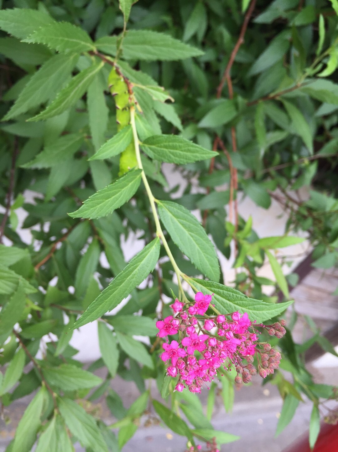 山レポではありません 虫レポです 閲覧注意 リンダさんの東京都23区 西エリアの活動日記 Yamap ヤマップ