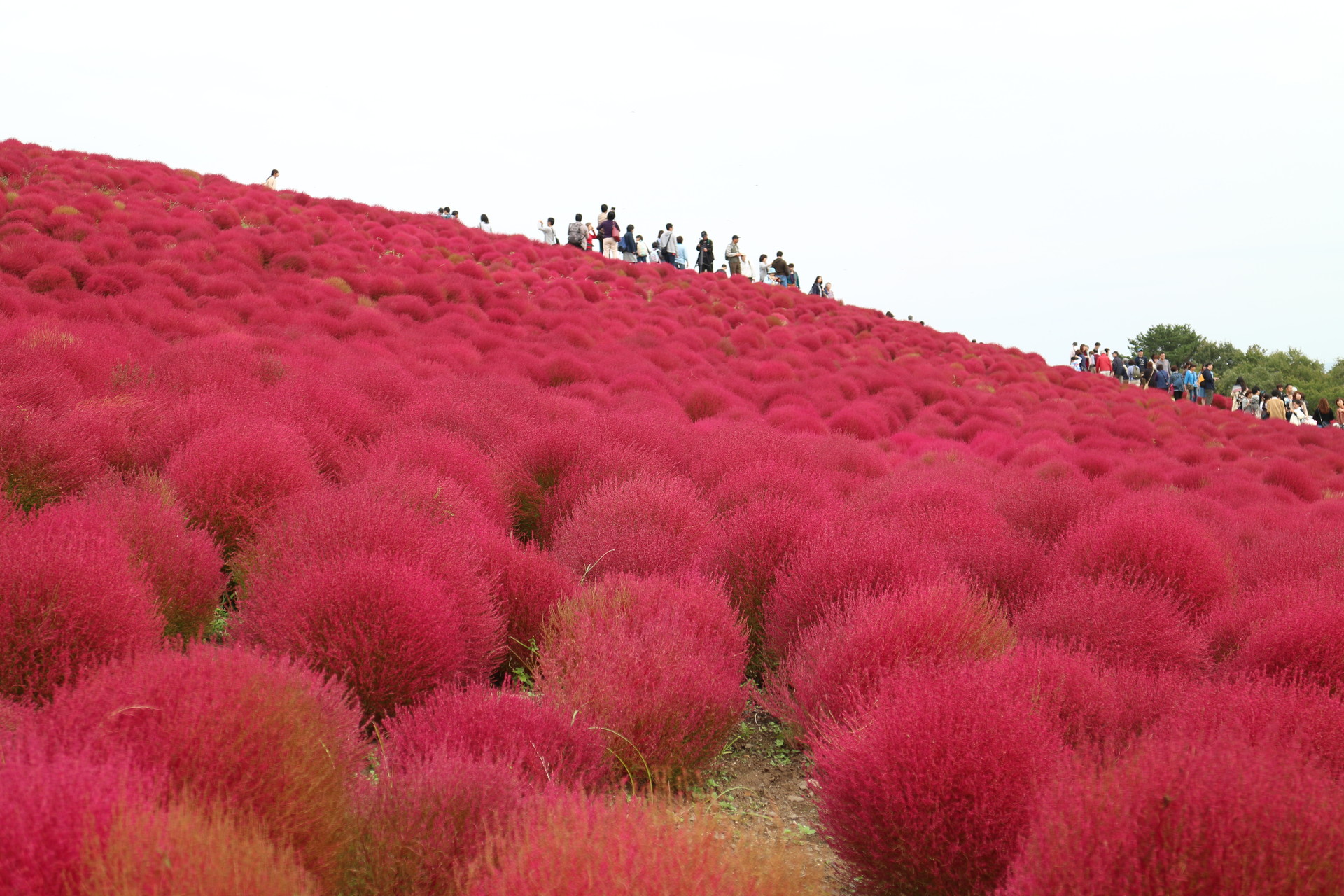 10 22 土 に紅葉のコキアを見にひたち海浜公園へ Kiyoさんの水戸市の活動日記 Yamap ヤマップ