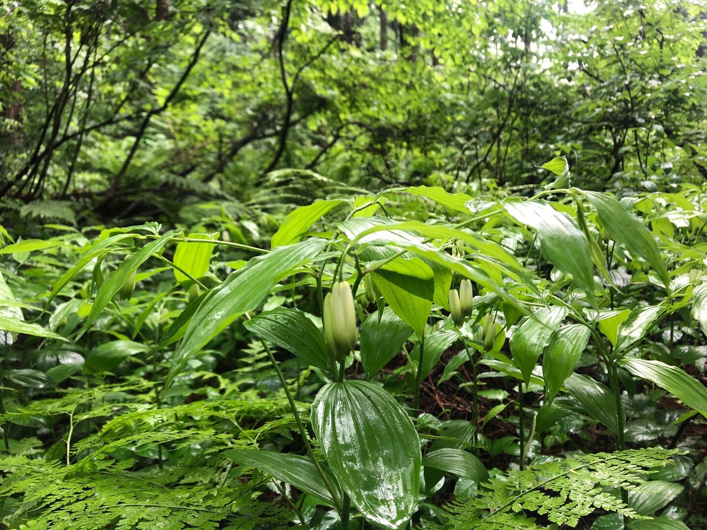 毛無山 大平峰 沼の原湿原 のりさんの斑尾山 信越トレイルその1 希望湖まで の活動日記 Yamap ヤマップ