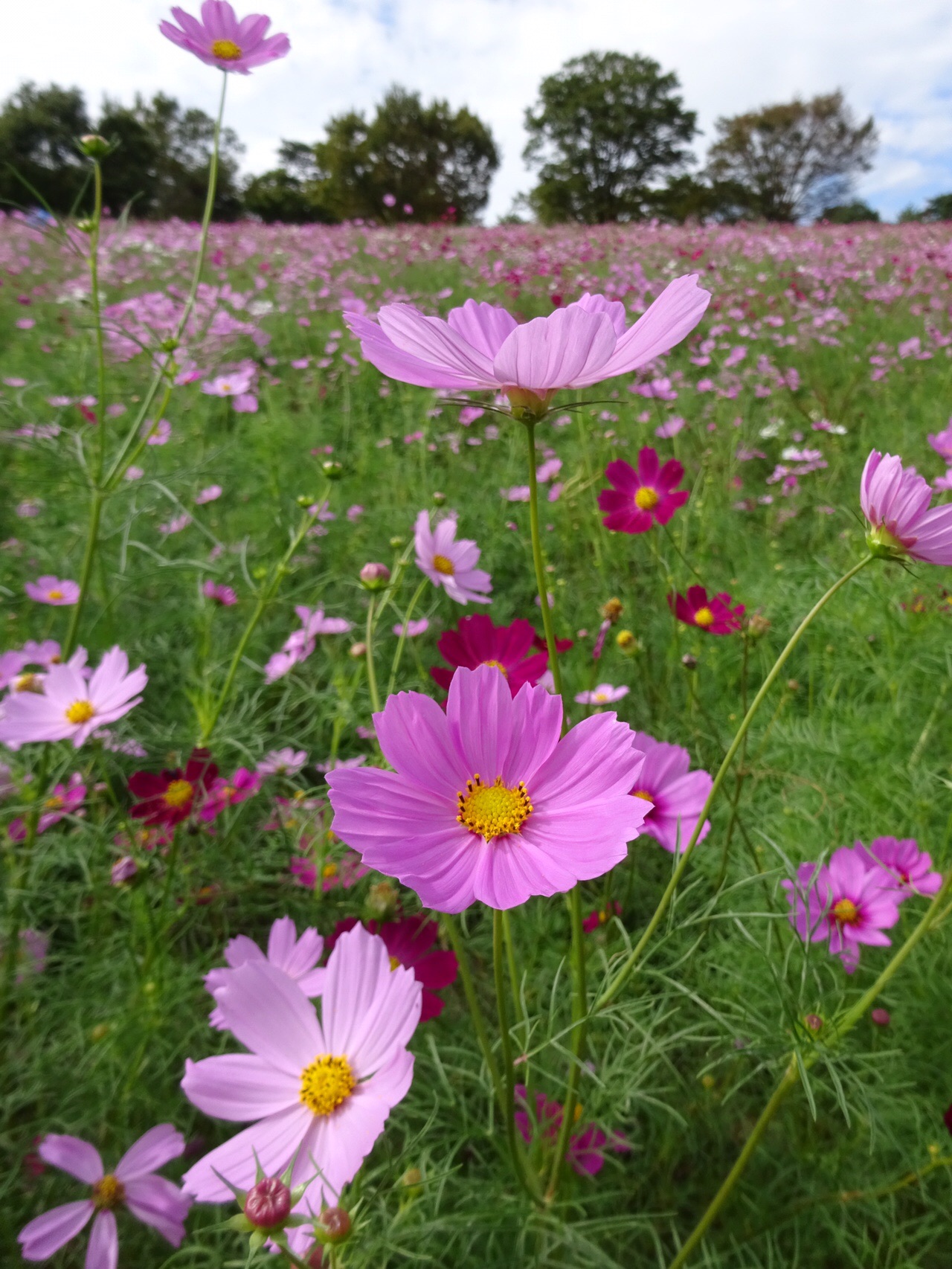 秋の昭和記念公園を散策 ずおずおむさんの国分寺市の活動日記 Yamap ヤマップ