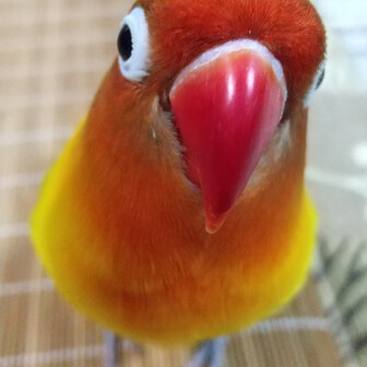 たむ