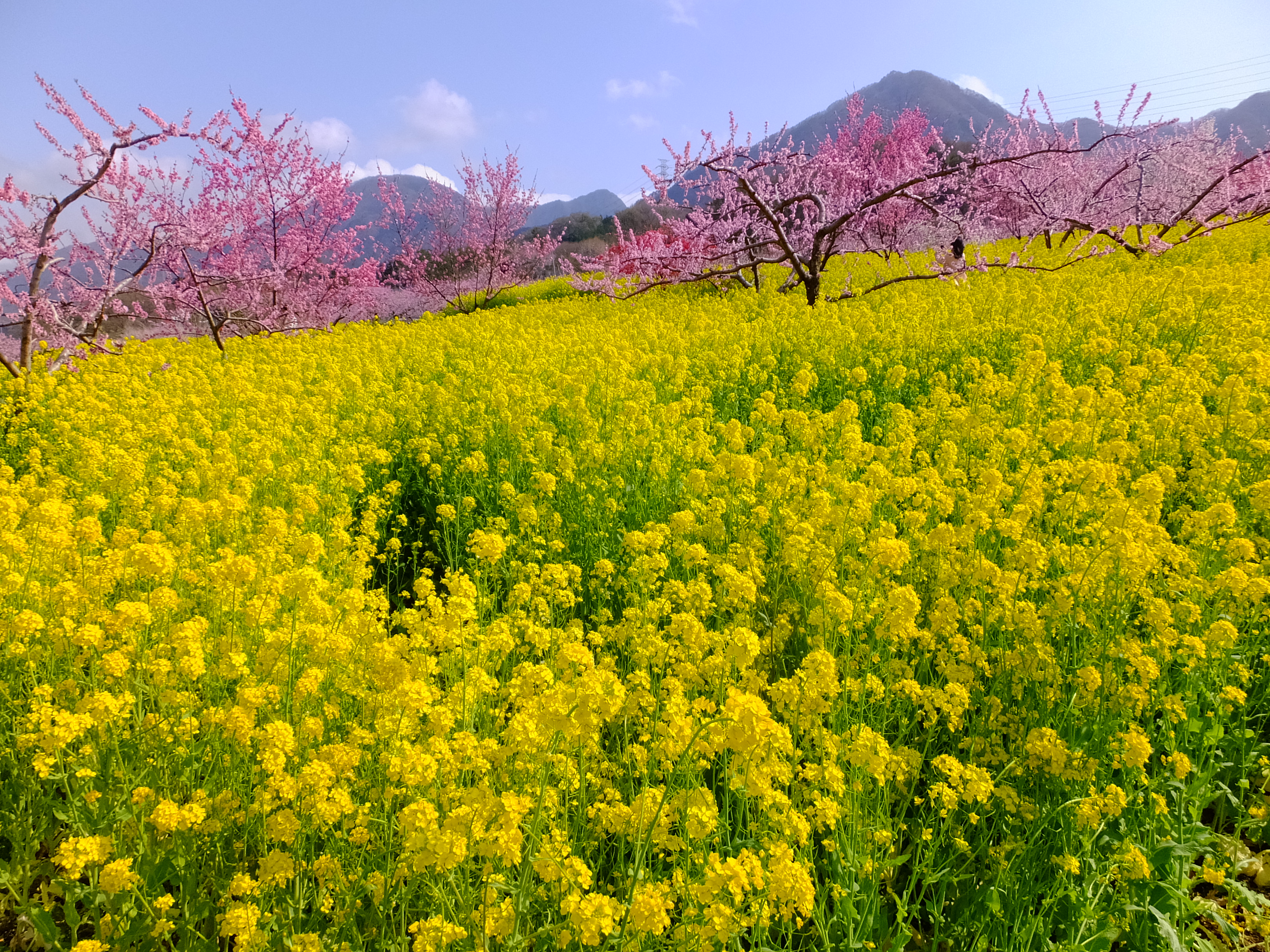 桃源郷菜の花畑 山梨県笛吹市 Jinba855さんの釈迦ヶ岳 笛吹市 の活動データ Yamap ヤマップ