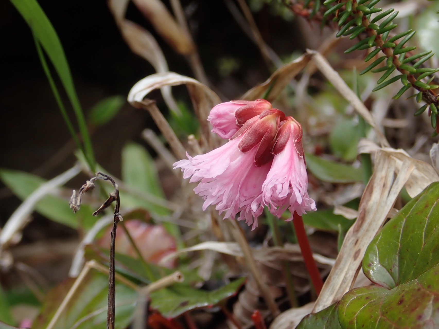 サンカヨウとモウセンゴケとそれからそれから 那須 蝶野さんの茶臼岳 那須岳 三本槍岳 赤面山の活動データ Yamap ヤマップ