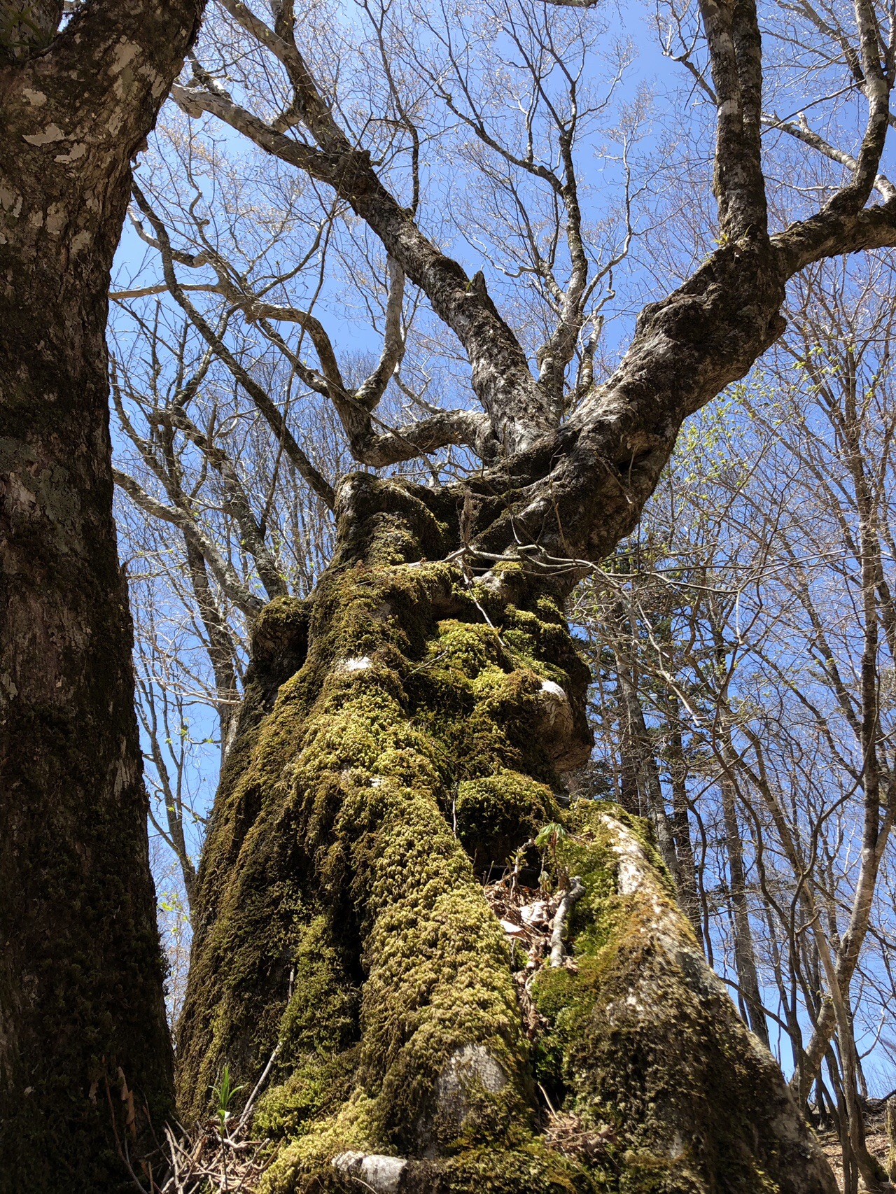 山犬段 板取山 19 05 02 Sho 1さんの板取山 沢口山の活動日記 Yamap ヤマップ
