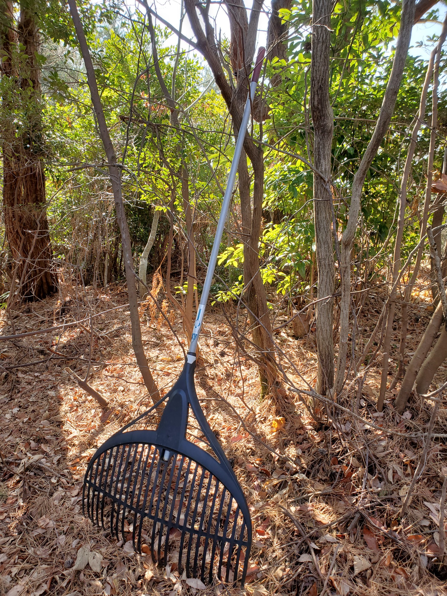岩国山 平家山 Minaさんの岩国市 岩国エリアの活動データ Yamap ヤマップ