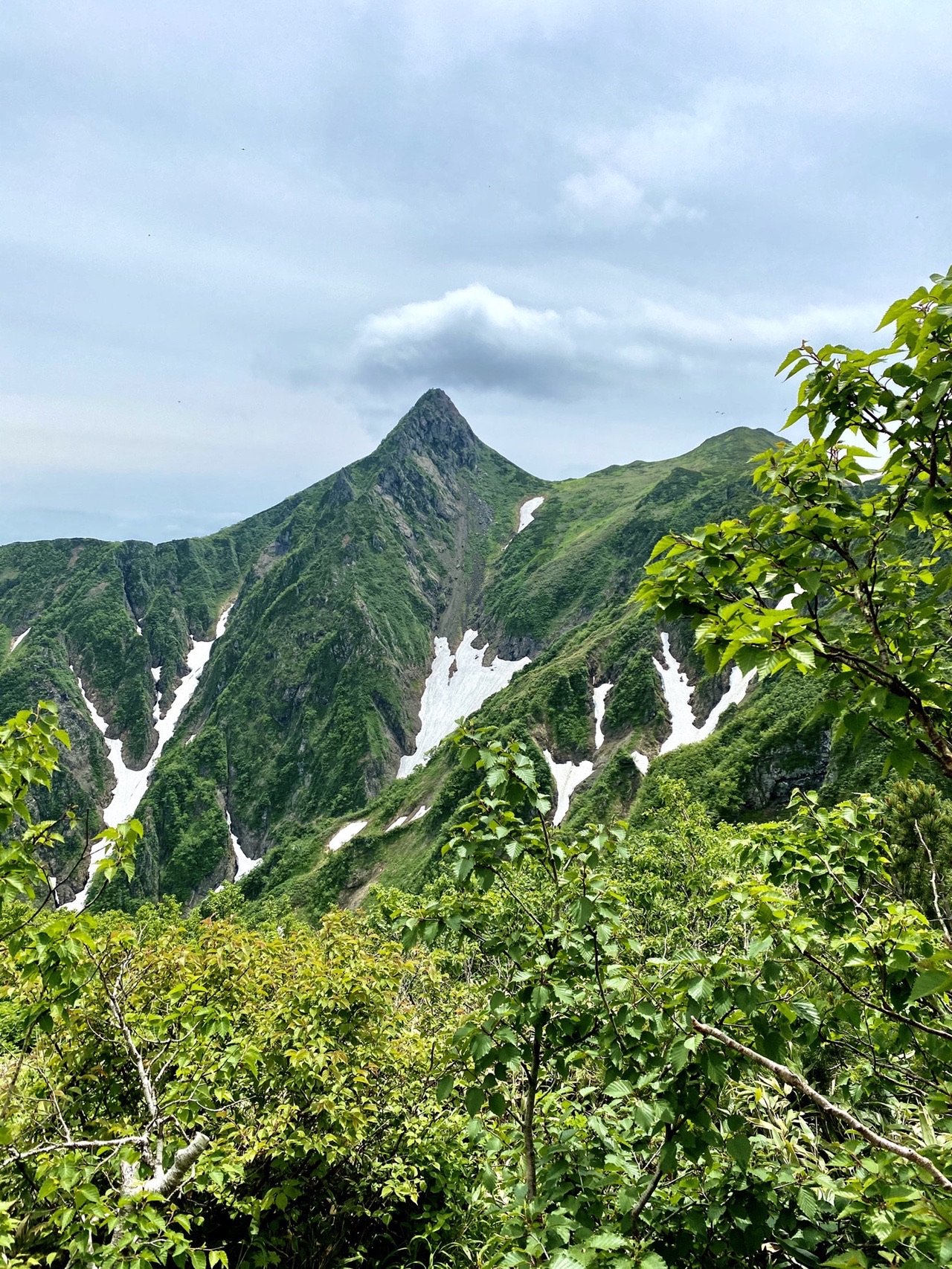 山野草 エゾツクモグサ 芦別岳 超希少