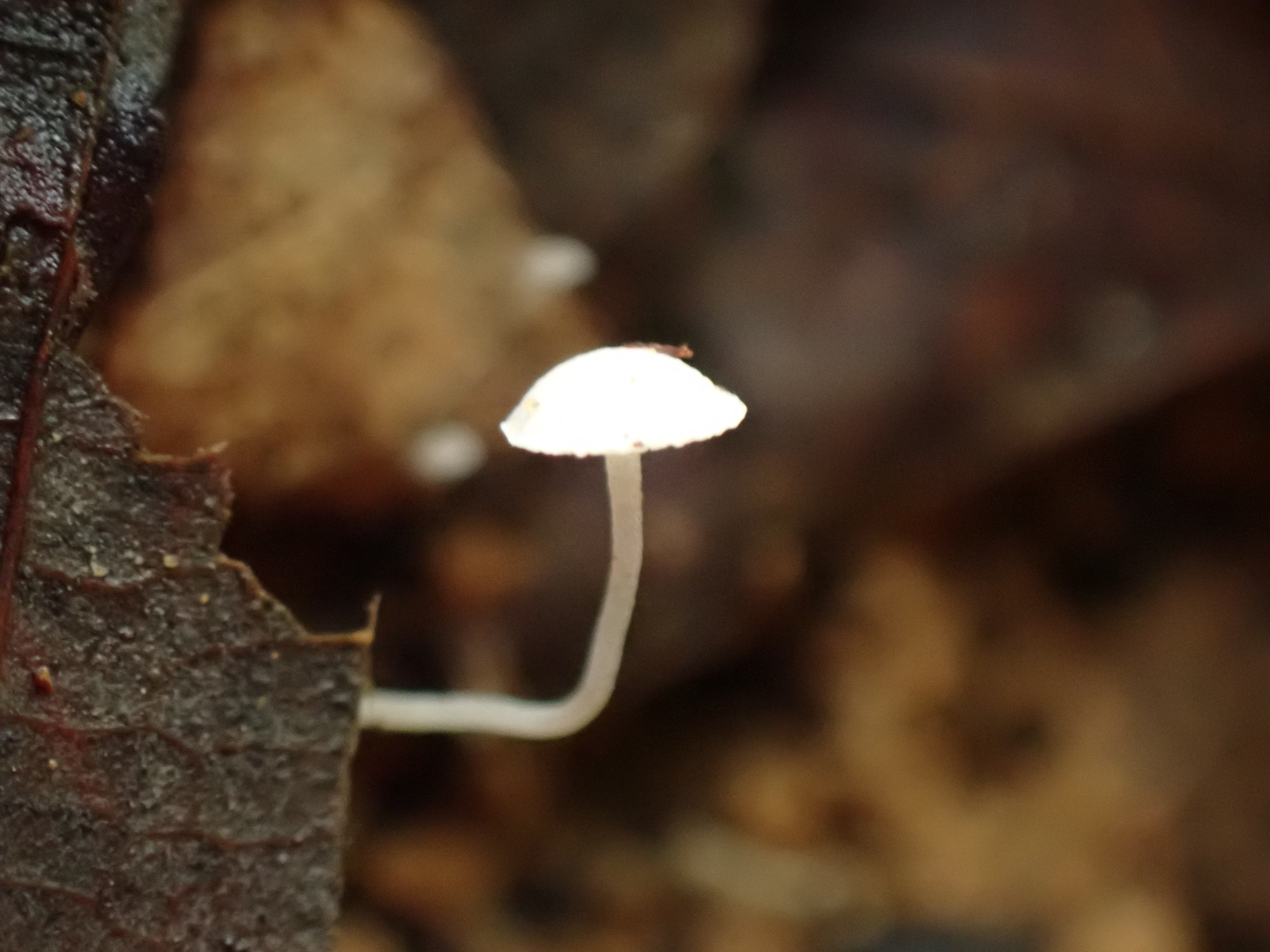 芸術の秋 六甲山 よしさんの六甲山 長峰山 摩耶山の活動日記 Yamap ヤマップ