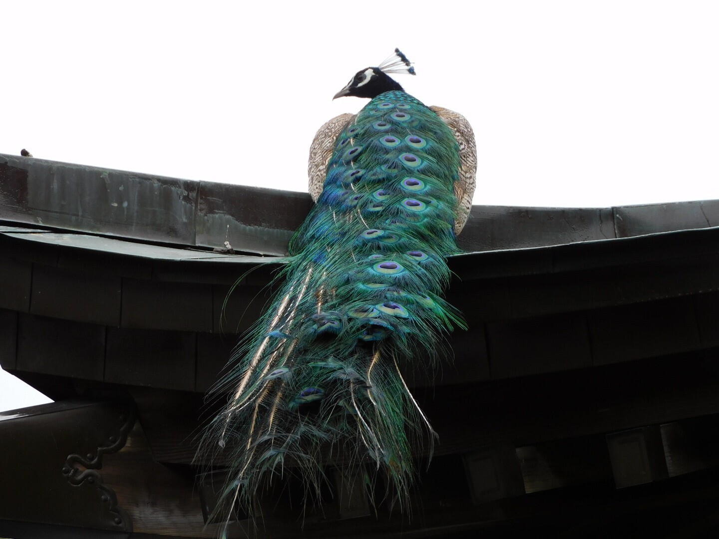 紫陽花と鳥 撮影 07 04 G Dragonさんの加波山 吾国山 難台山の活動データ Yamap ヤマップ