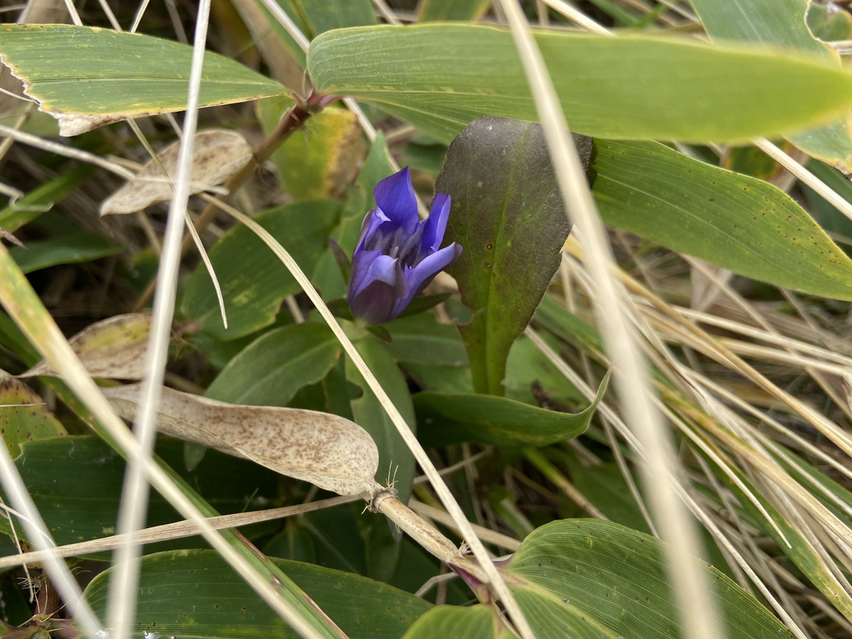 秋の霧ヶ峰トレッキング ミクと登る日本の山 ナガミーさんの霧ヶ峰 車山 大笹峰の活動データ Yamap ヤマップ