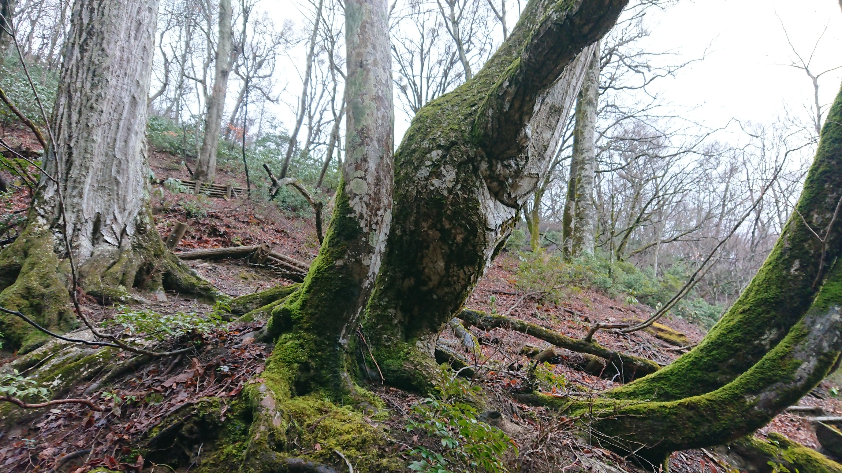 生杉ブナの原生林 03 11 まっつんさんの百里ヶ岳 三国岳の活動データ Yamap ヤマップ