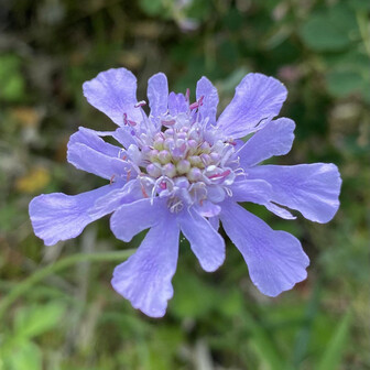 チョココーヒー
