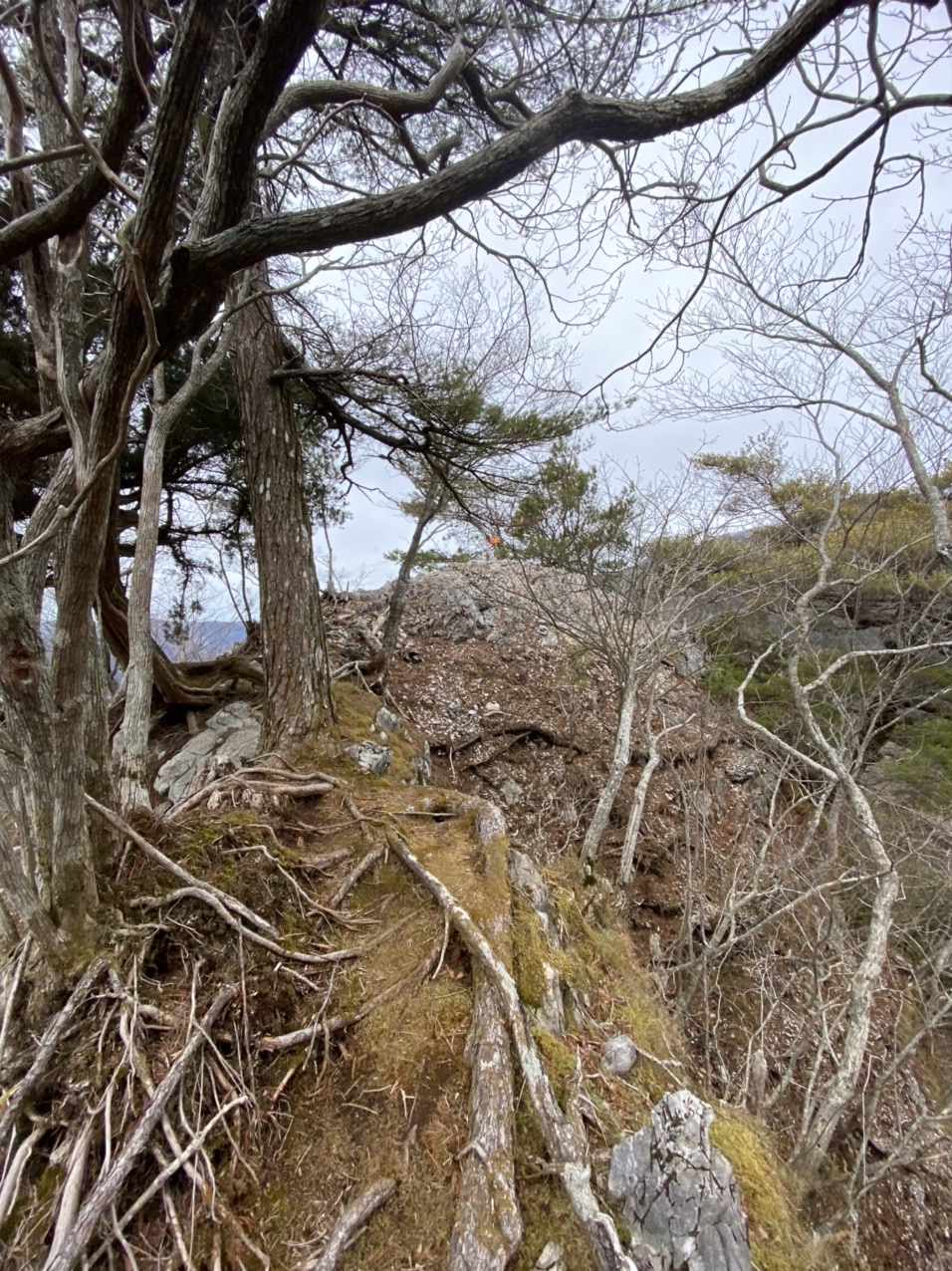 福寿草見れた🤩 / Zicoさんの岩宇土山・白鳥山・銚子笠の活動データ | YAMAP / ヤマップ