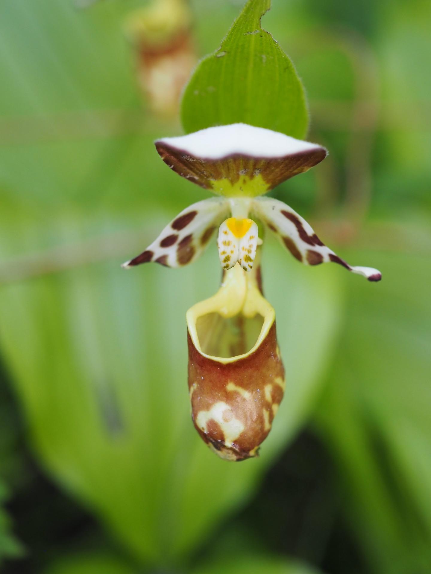 キバナアツモリソウを見に入笠山 / かんなびさんの入笠山の活動データ