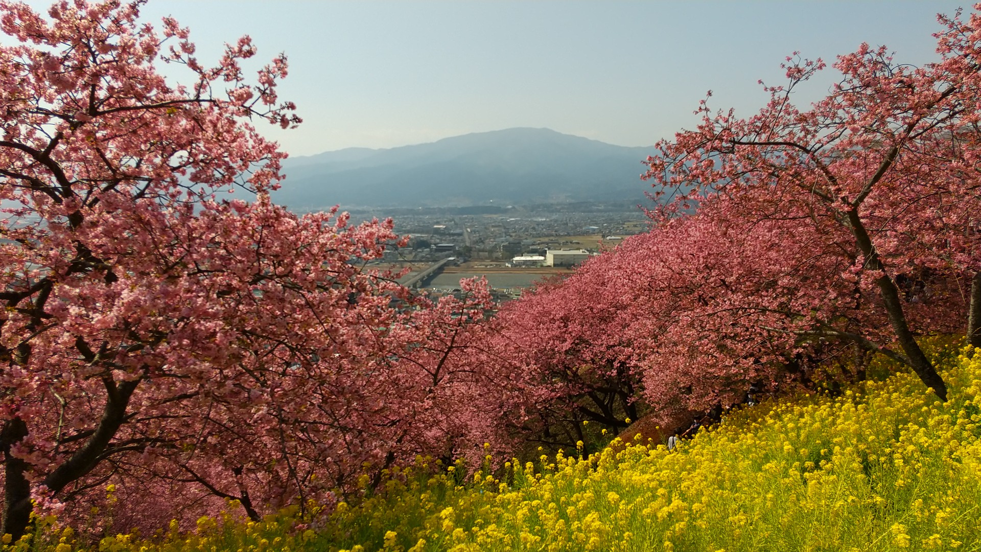 神奈川 松田町サクラ便り まつだ桜祭り Katuさんのモーメント Yamap ヤマップ