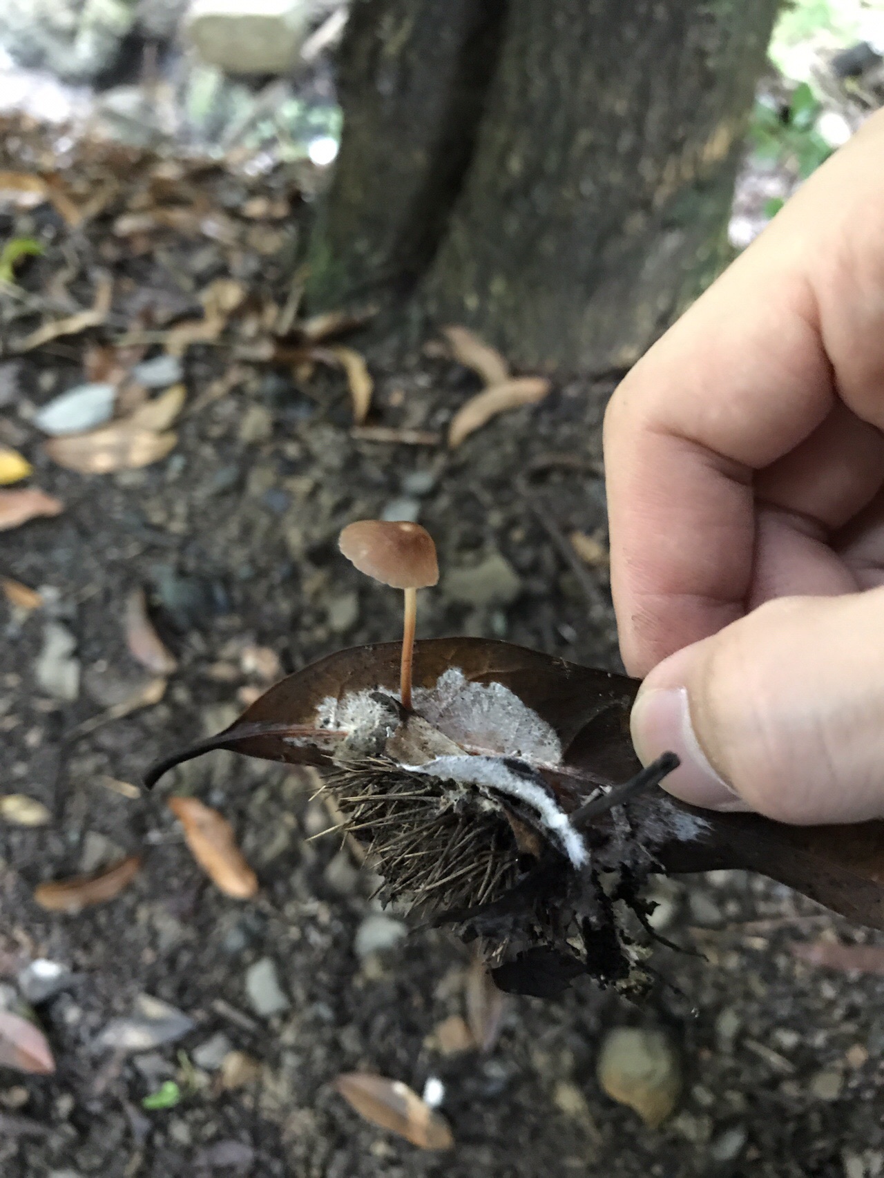 谷上山 愛媛森林公園 きのこ探訪 19 08 25 元気うさぎさんの谷上山の活動日記 Yamap ヤマップ