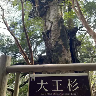 大王杉 大きい！
