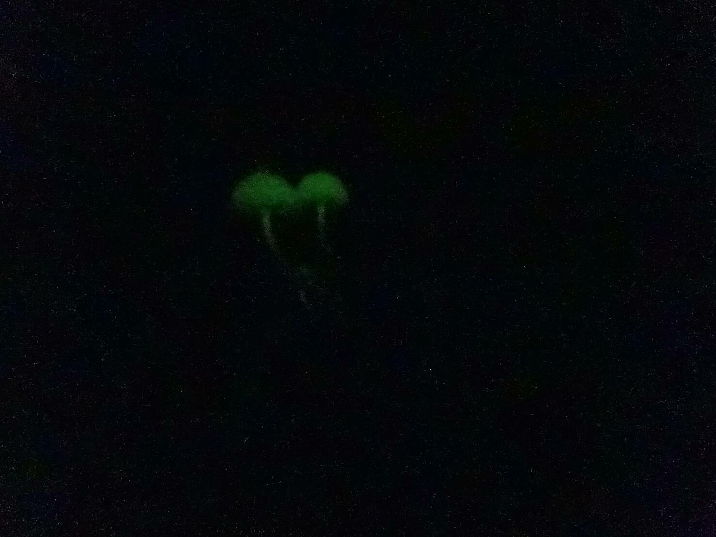 森の妖精 シイノトモシビダケ発見 よしさんの六甲山 長峰山 摩耶山の活動データ Yamap ヤマップ