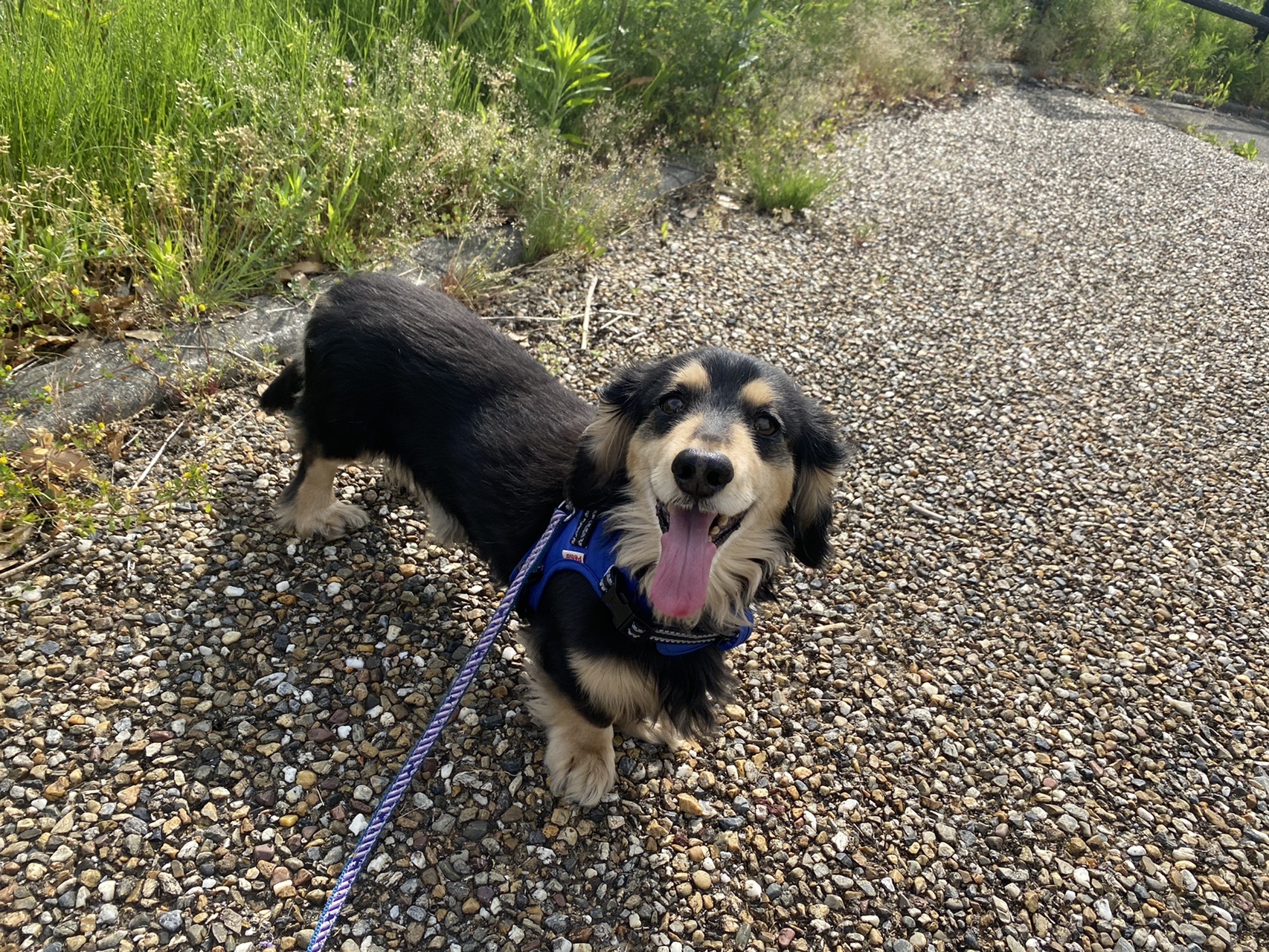 子供の日 ノアとjogと花とカレーライスおまけ付き 05 05 たまちゃんさんの東海道五十三次 水口宿 石部宿 草津宿 の活動データ Yamap ヤマップ