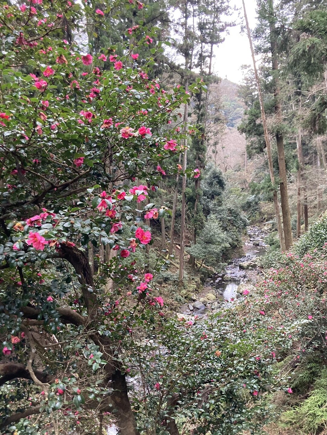 明治の森箕面国定公園 滝道⑤ / がっきーさんの六個山・鉢伏山・明ヶ田尾山・五月山の活動データ YAMAP / ヤマップ