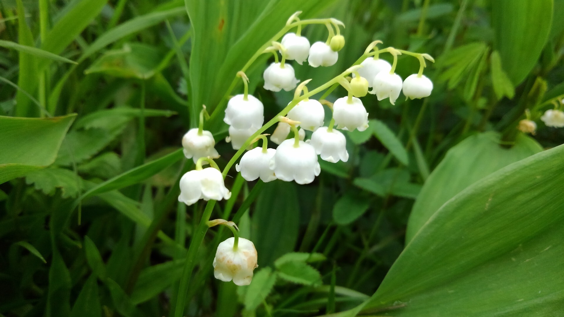 梅雨はスズランとお花畑の入笠山へ まっとさんの入笠山の活動日記 Yamap ヤマップ