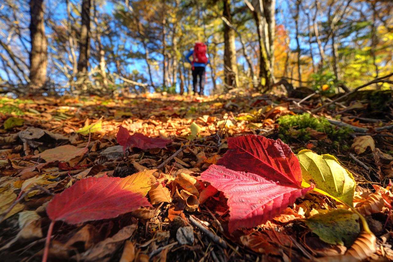 秋深し砥石権現 コータローさんの高城山 天神丸の活動日記 Yamap ヤマップ