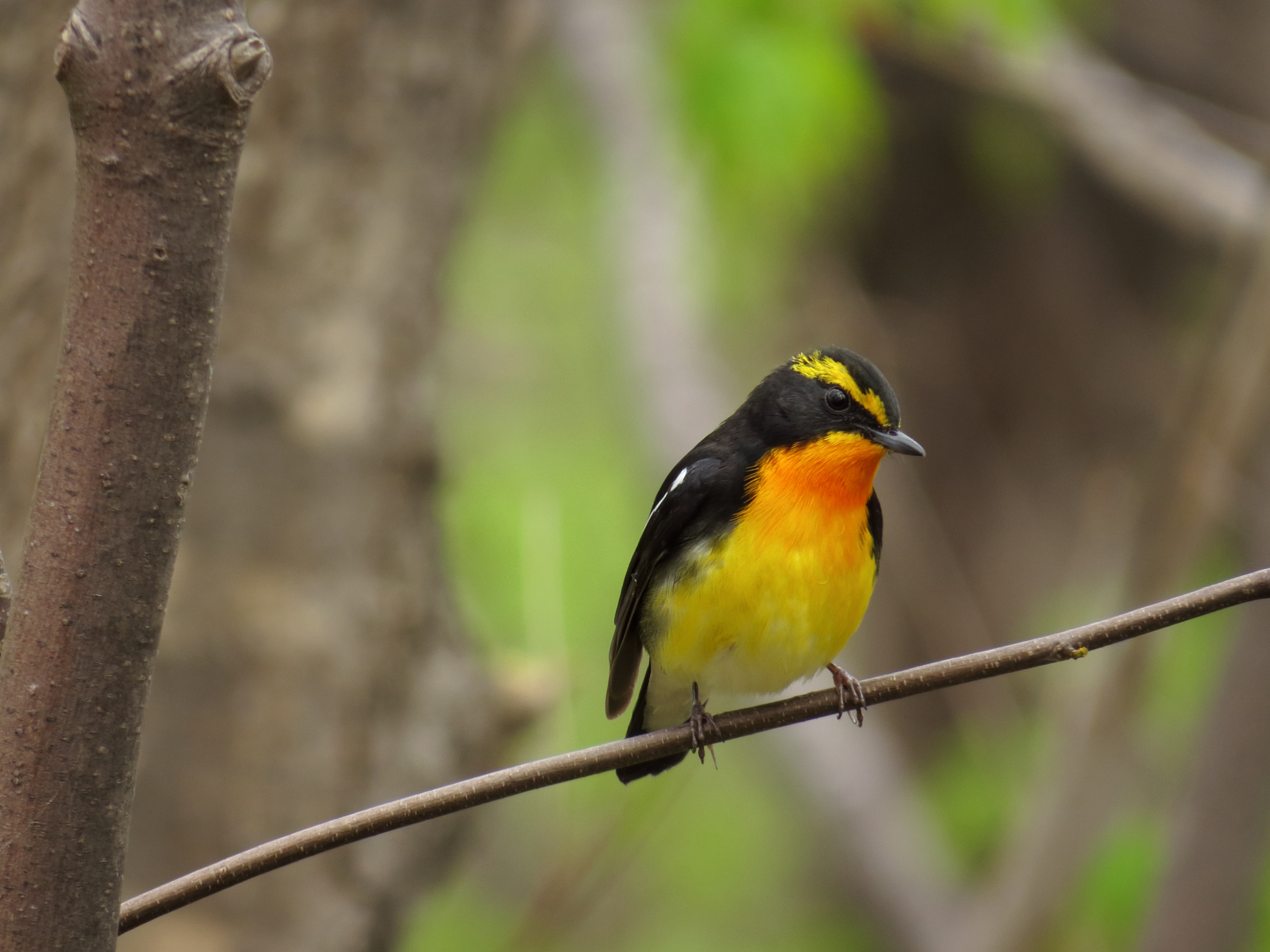 野鳥写真 Mycollection Chromeさんの札幌市の活動日記 Yamap ヤマップ