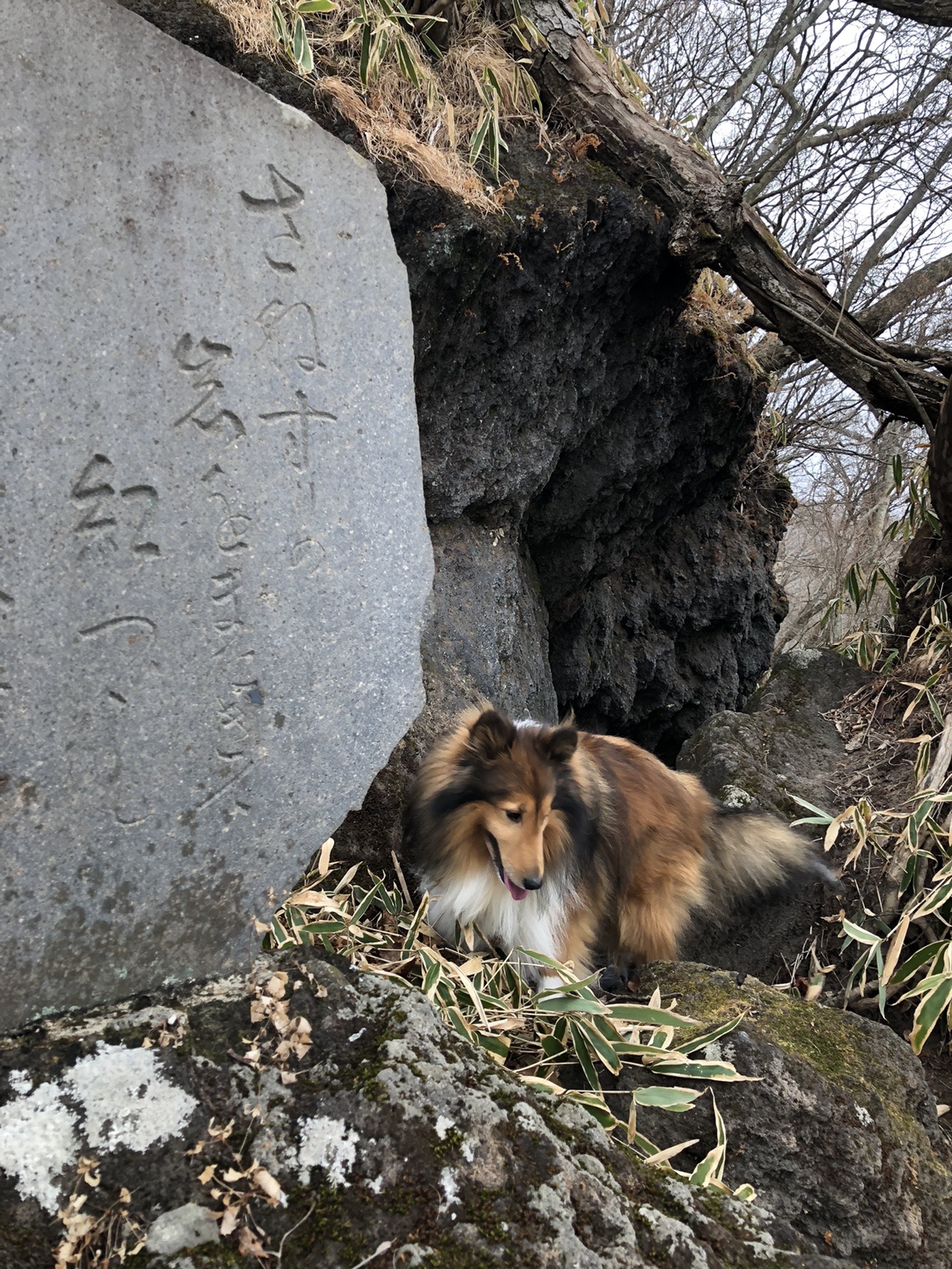 赤城山 朝香嶺ｯ 茶ノ木畑ｯ シェルティ0471さんのヤマノススメ巡礼マップ 赤城山 地蔵岳 の活動データ Yamap ヤマップ