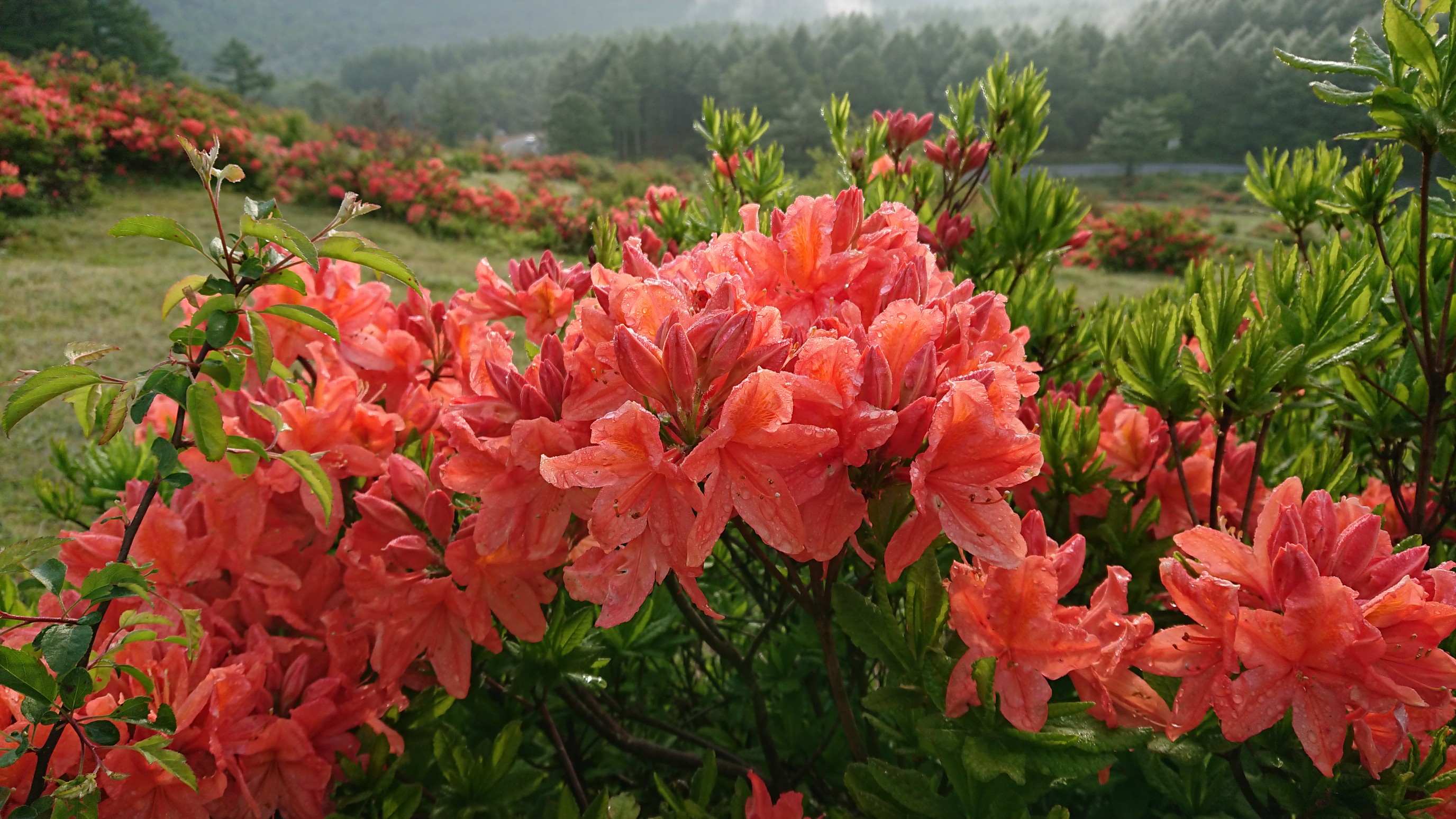 湯ノ丸山 ｔｋｇからの烏帽子岳 Take2さんの湯ノ丸山 角間山 鍋蓋山の活動日記 Yamap ヤマップ