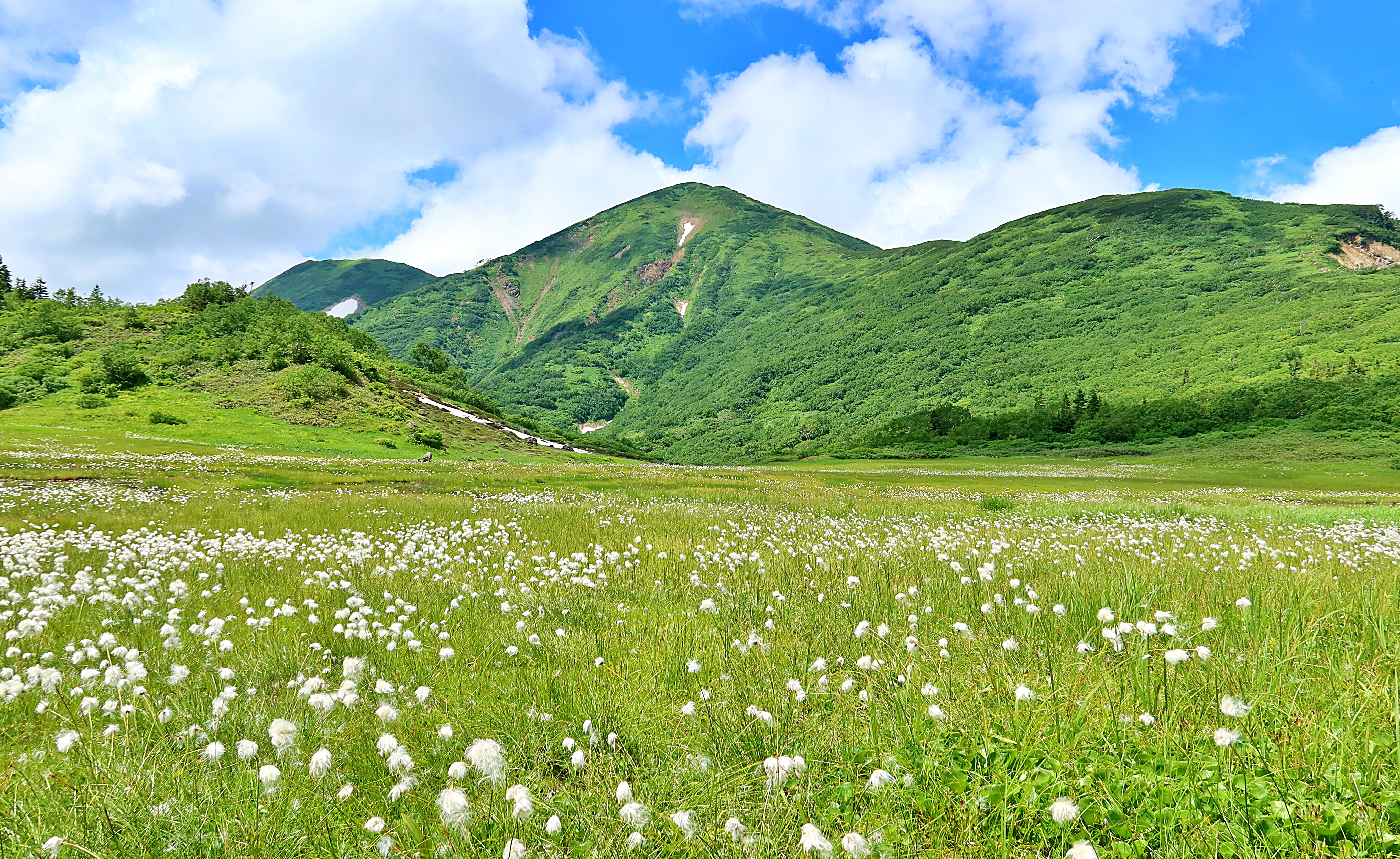 夏の火打山は 花がいっぱいじゃないか Kazuさんの妙高山 火打山の活動データ Yamap ヤマップ