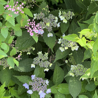 由布岳のお花たちはみんなミニサイズ
