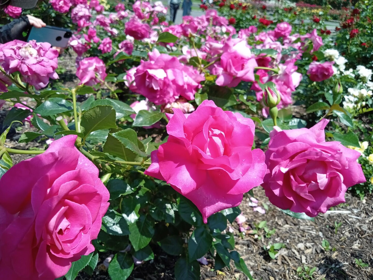 ラキソのページ YAMAP / ヤマップ