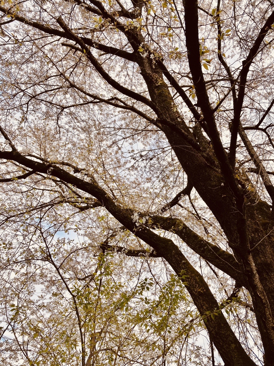 陣馬山 陣馬のふもと駐車場 Srismさんの高尾山 陣馬山 景信山の活動データ Yamap ヤマップ