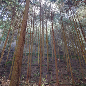 金剛山・二上山・大和葛城山 わかりますかねー...

雨のように木から氷が
パラパラパラパラ...