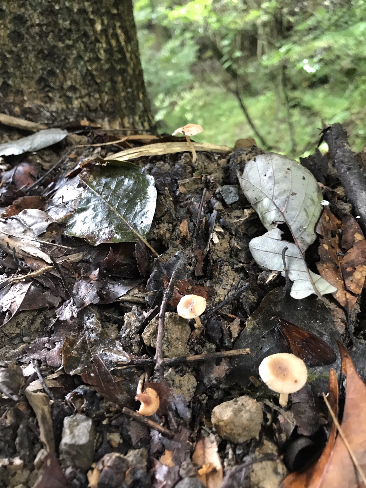 谷上山 愛媛森林公園 きのこ探訪 19 08 25 元気うさぎさんの谷上山の活動日記 Yamap ヤマップ