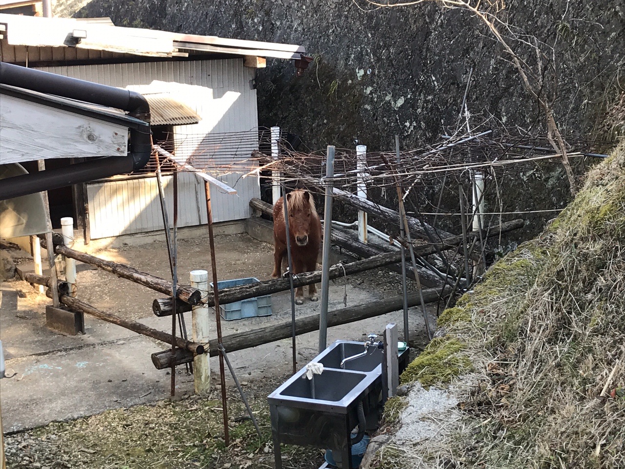 熊野古道 高原霧の里休憩所 近露王子 タコライスとロースステーキ まこぴさんの熊野古道 中辺路 紀伊田辺駅 滝尻王子 継桜王子 熊野本宮大社 の活動日記 Yamap ヤマップ