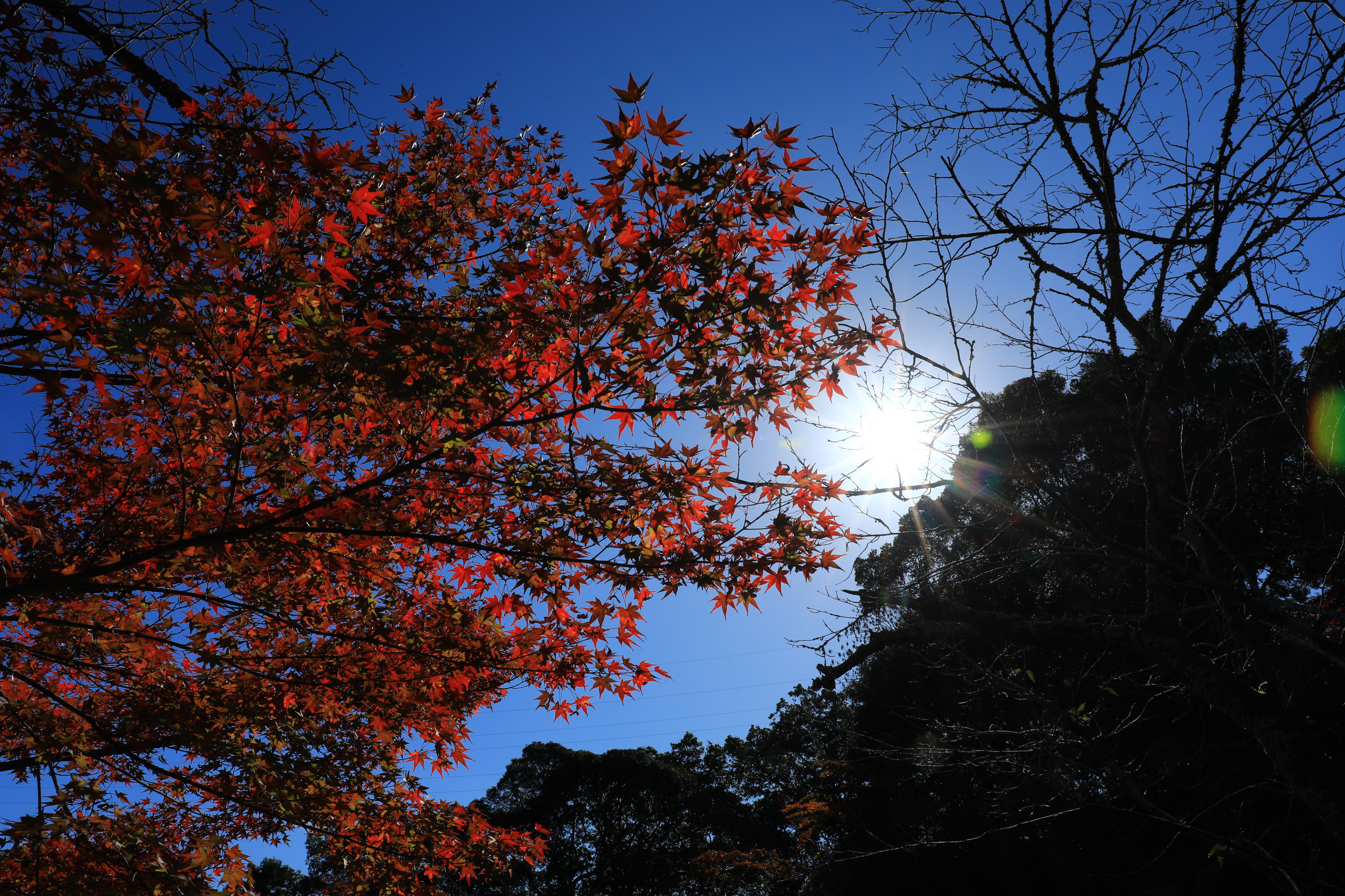 大興善寺と御船山楽園の紅葉は見頃です 銀次郎さんの九千部山 石谷山の活動データ Yamap ヤマップ