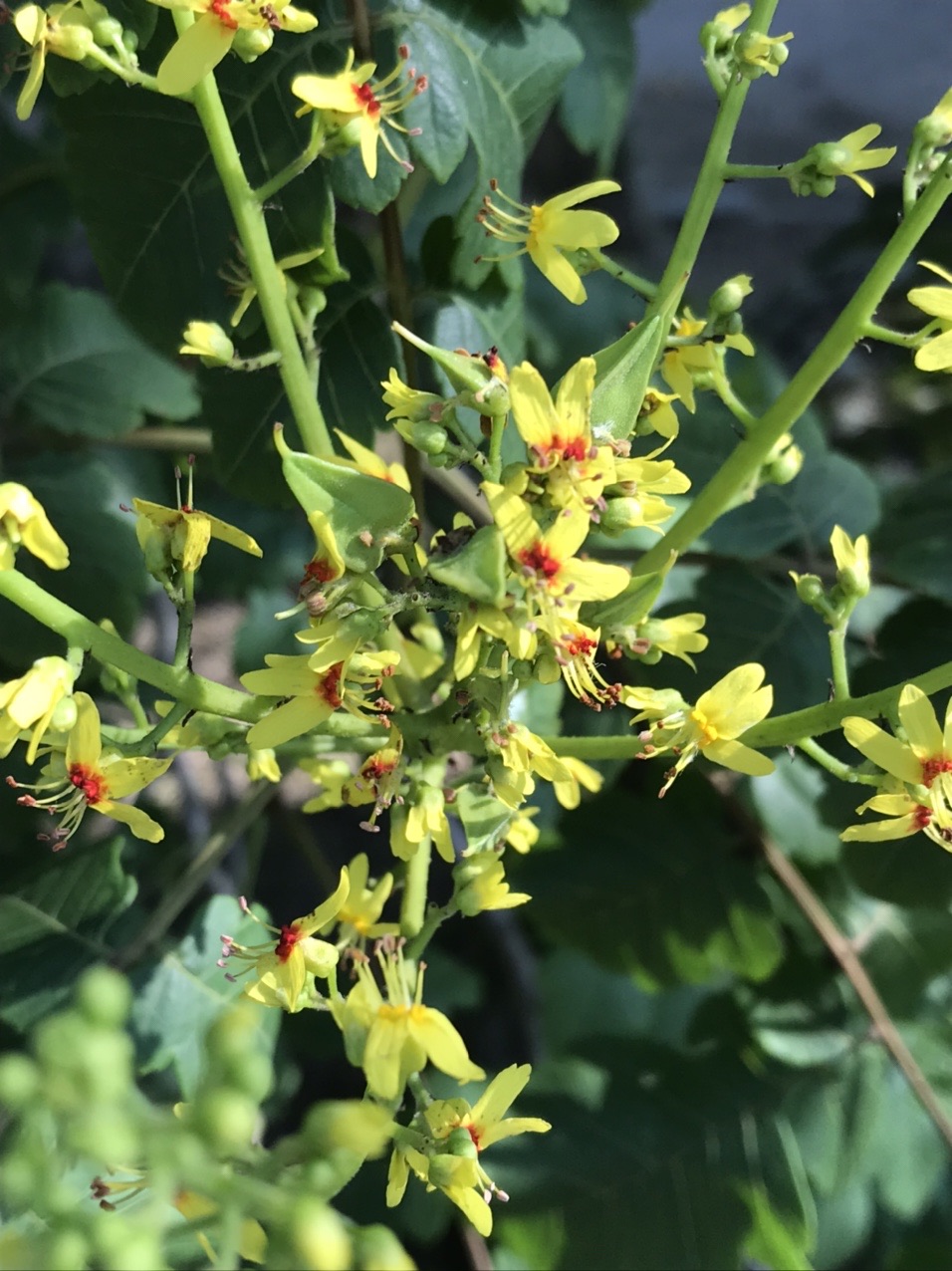モクゲンジ 木患子 の花 見っけ はっぴいえんどさんのモーメント Yamap ヤマップ