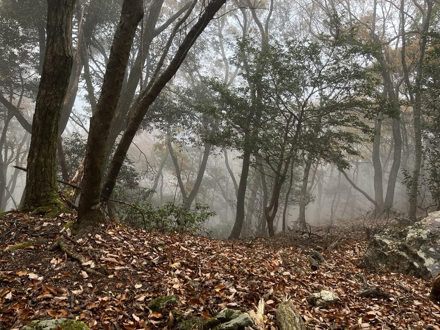 大谷山・滝谷山・雁又山 / ブン太 さんの大谷山・滝谷山・城ヶ峰の活動データ YAMAP / ヤマップ