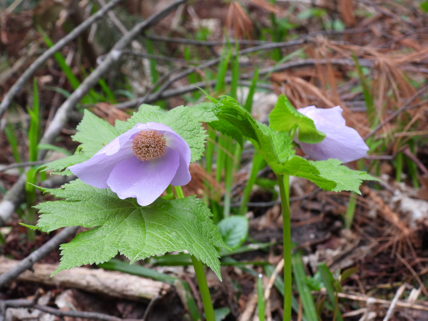 山野草　濃色八重咲き　シラネアオイ　種子50個覆土済み 山野草 濃色八重咲き シラネアオイ 種子50個覆土済み 山野草 濃色八重咲き
